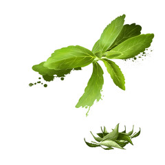 Stevia leaves fresh and dried. Sweetener and sugar substitute extracted from the leaves of the plant species Stevia rebaudiana. Labels for Essential Oils and Natural Supplements. Digital art image.