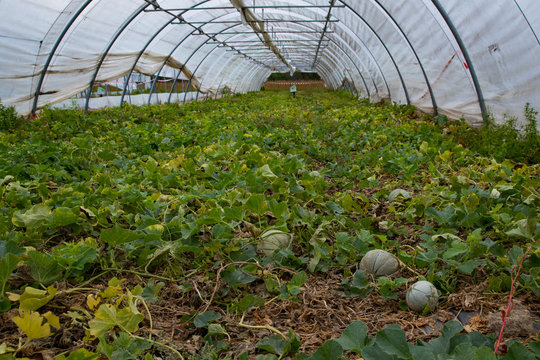 Charentais Melons growing in a greenhouse garden in rural France