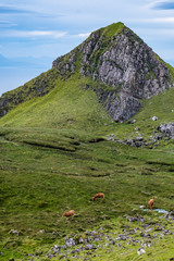 Kühe grasen auf einer abgelegenen Weide auf der Isle of Skye