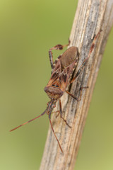 Amerikanische Kieferwanze