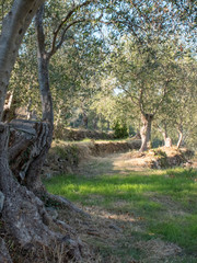 Fototapeta na wymiar Typical Ligurian olive grove with bands, with extended nets for olive harvesting