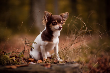 Neugierige Hundedame