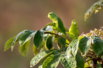 Blue winged Parrotlet photographed in Domingos Martins, Espirito Santo. Southeast of Brazil. Atlantic Forest Biome. Picture made in 2013.