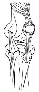Simple human knee joint anatomy illustration in white background showing cartilage, bone, ligament and tendon interface. Front view of the musculoskeletal joints.