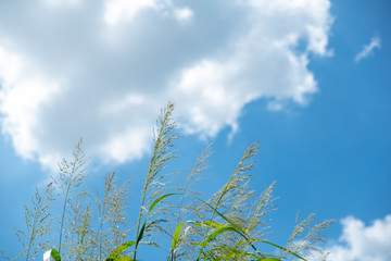 flower grass  with bright sky