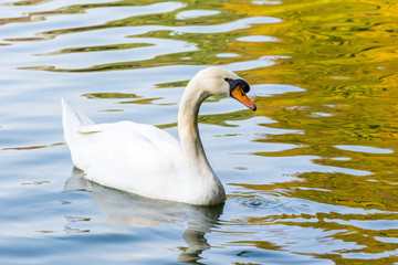 Fototapeta premium A white swan swining on a pond, belong to birds of the family Anatidae within the genus Cygnus