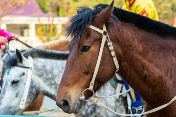 Portrait of mongolian horse, ( Equus ferus caballus), the native horse breed of Mongolia. The breed...