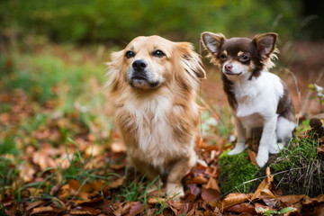 Freundschaft