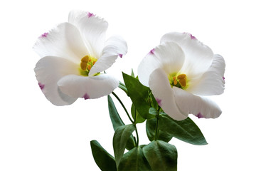 Fototapeta na wymiar Beautiful white delicate eustoma or lisianthus flowers with pink tips of petals / macro photo of home flowers isolated on white
