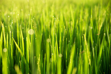 Fototapeta na wymiar Blur Paddy rice field with sun light in the morning background