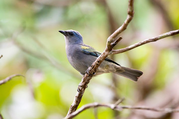 Golden chevroned Tanager photographed in Linhares, Espirito Santo. Southeast of Brazil. Atlantic Forest Biome. Picture made in 2013.