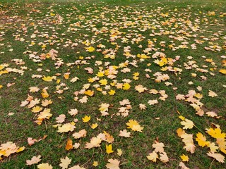 Autumn fallen yellow leaves on green grass in the park