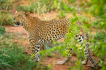 Fototapeta na wymiar African leopard ( Panthera Pardus) looking alert, Madikwe Game Reserve, South Africa.