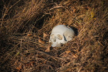 the human skull, damaged, pierced, lies on the ground in dry, autumn grass. Halloween, Dead, Undead.