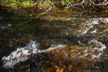 Salmon swimming upstream