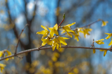 Obraz premium Forsythia yellow flowers on a background of thin branches and blue sky