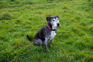 Large dog posing in a field