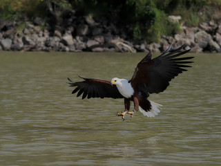 African fish eagle, Haliaeetus vocifer,