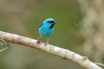 Blue Dacnis photographed in Linhares, Espirito Santo. Southeast of Brazil. Atlantic Forest Biome. Picture made in 2013.