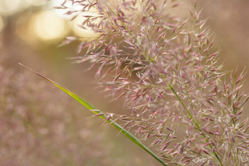 Ornamental purple love grass and green stem