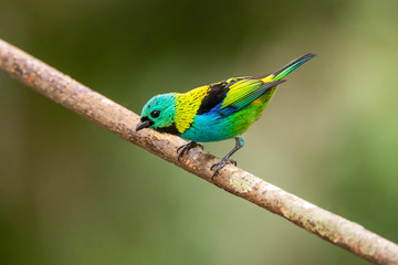 Green headed Tanager photographed in Linhares, Espirito Santo. Southeast of Brazil. Atlantic Forest Biome. Picture made in 2013.