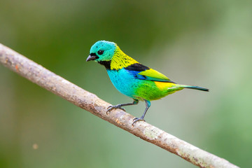 Green headed Tanager photographed in Linhares, Espirito Santo. Southeast of Brazil. Atlantic Forest Biome. Picture made in 2013.