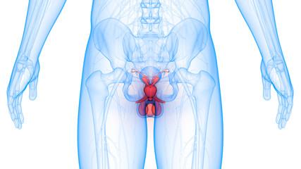 Male Reproductive System Anatomy