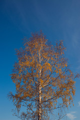 birch tree in autumn