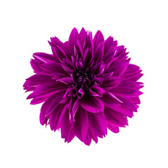 Dahlia flower.  Flower head of purple dahlia flower isolated on white