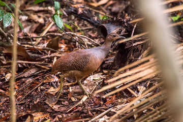 Naklejka na ściany i meble Yellow legged Tinamou photographed in Linhares, Espirito Santo. Southeast of Brazil. Atlantic Forest Biome. Picture made in 2013.