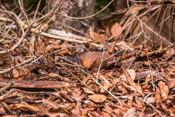 Little Tinamou photographed in Linhares, Espirito Santo. Southeast of Brazil. Atlantic Forest Biome. Picture made in 2013.