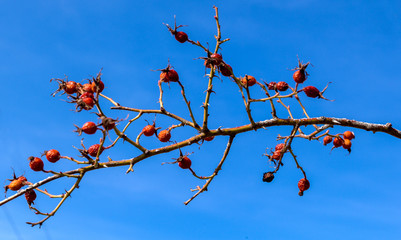 The rosehip, also called rose haw and rose hep, is the accessory fruit of the rose plant. It is typically red to orange, but ranges from dark purple to black in some species. Rose hips begin to form