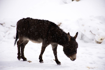 Donkey or Mule walking find food on ground when snowing at Zingral Changla Pass to Leh Ladakh on Himalaya mountain in Jammu and Kashmir, India