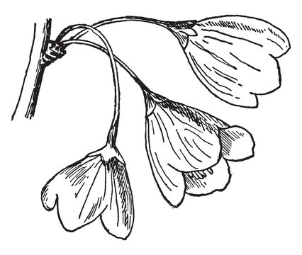 Silverbell-Tree Flowers vintage illustration.