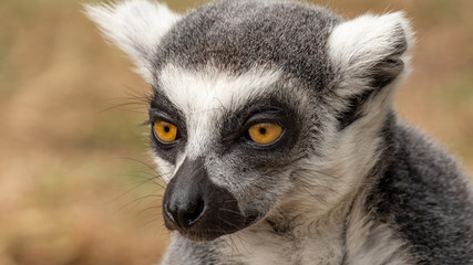 Portrait eines Lemurs