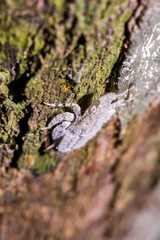 Insect photographed in Linhares, Espirito Santo. Southeast of Brazil. Atlantic Forest Biome. Picture made in 2013.