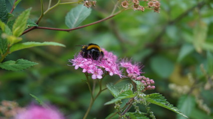 Biene auf Blume
