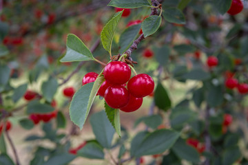 Door County cherries ready to pick