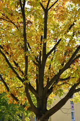 Fototapeta premium Oak tree leaves in autumn time