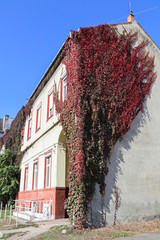 Building covered with climbing plants in autumn