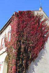 Building covered with climbing plants in autumn