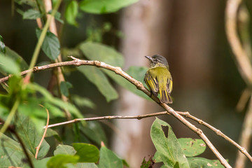 Gray crowned Flycatcher photographed in Linhares, Espirito Santo. Southeast of Brazil. Atlantic Forest Biome. Picture made in 2013.