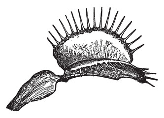 Venus Fly-trap vintage illustration. © Morphart