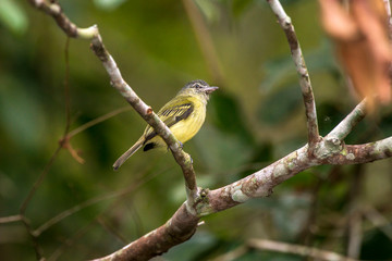 Gray crowned Flycatcher photographed in Linhares, Espirito Santo. Southeast of Brazil. Atlantic Forest Biome. Picture made in 2013.