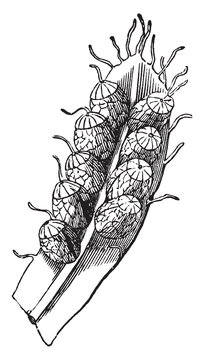 vintage botanical plant drawing clip art preview