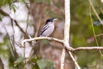 Black capped Becard photographed in Linhares, Espirito Santo. Southeast of Brazil. Atlantic Forest Biome. Picture made in 2013.