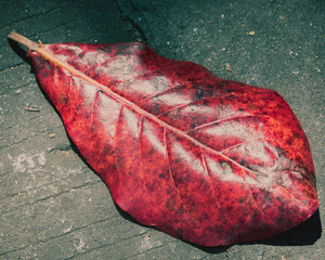 closeup of a tropical red leaf in thailand
