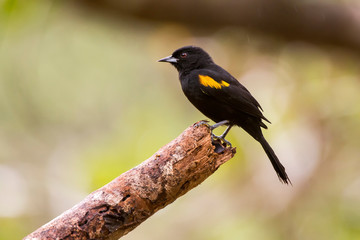 Variable Oriole photographed in Linhares, Espirito Santo. Southeast of Brazil. Atlantic Forest Biome. Picture made in 2013.