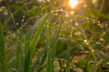 Dew in the morning exposed to beautiful sunlight