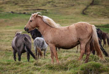 Obraz na płótnie Canvas Flock of Island ponies with flying mane on a pasture in northern Iceland